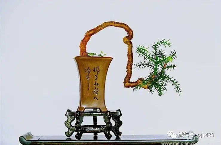 澳洲杉怎么修剪,澳洲杉如何打顶? 澳洲杉怎么修剪,澳洲杉如何打顶?