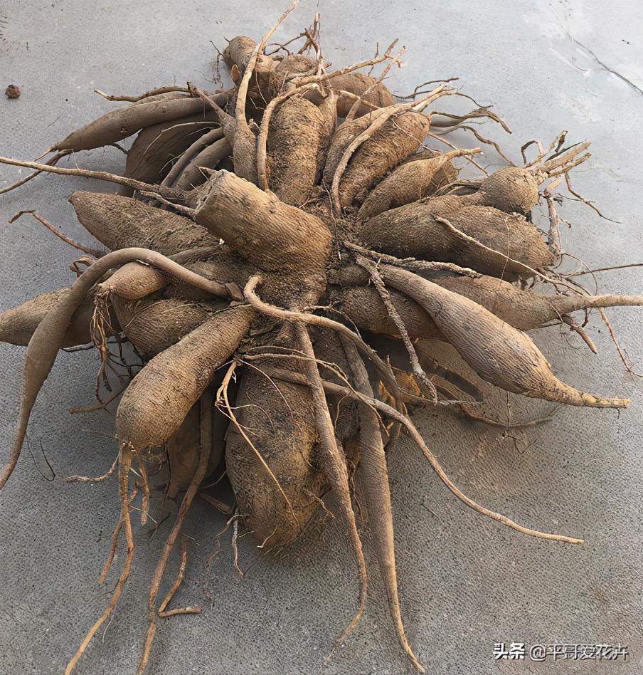 大丽花怎么过冬，冬天用挖出来吗，大丽花能活几年?