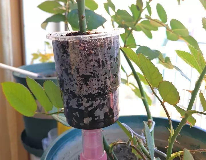茶花压条多久生根,空中压条繁殖技术,腊梅压条繁殖时间? 茶花压条多久生根,空中压条繁殖技术,腊梅压条繁殖时间?