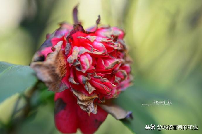 如何使茶梅在圣诞开花，茶梅开白花怎么办?