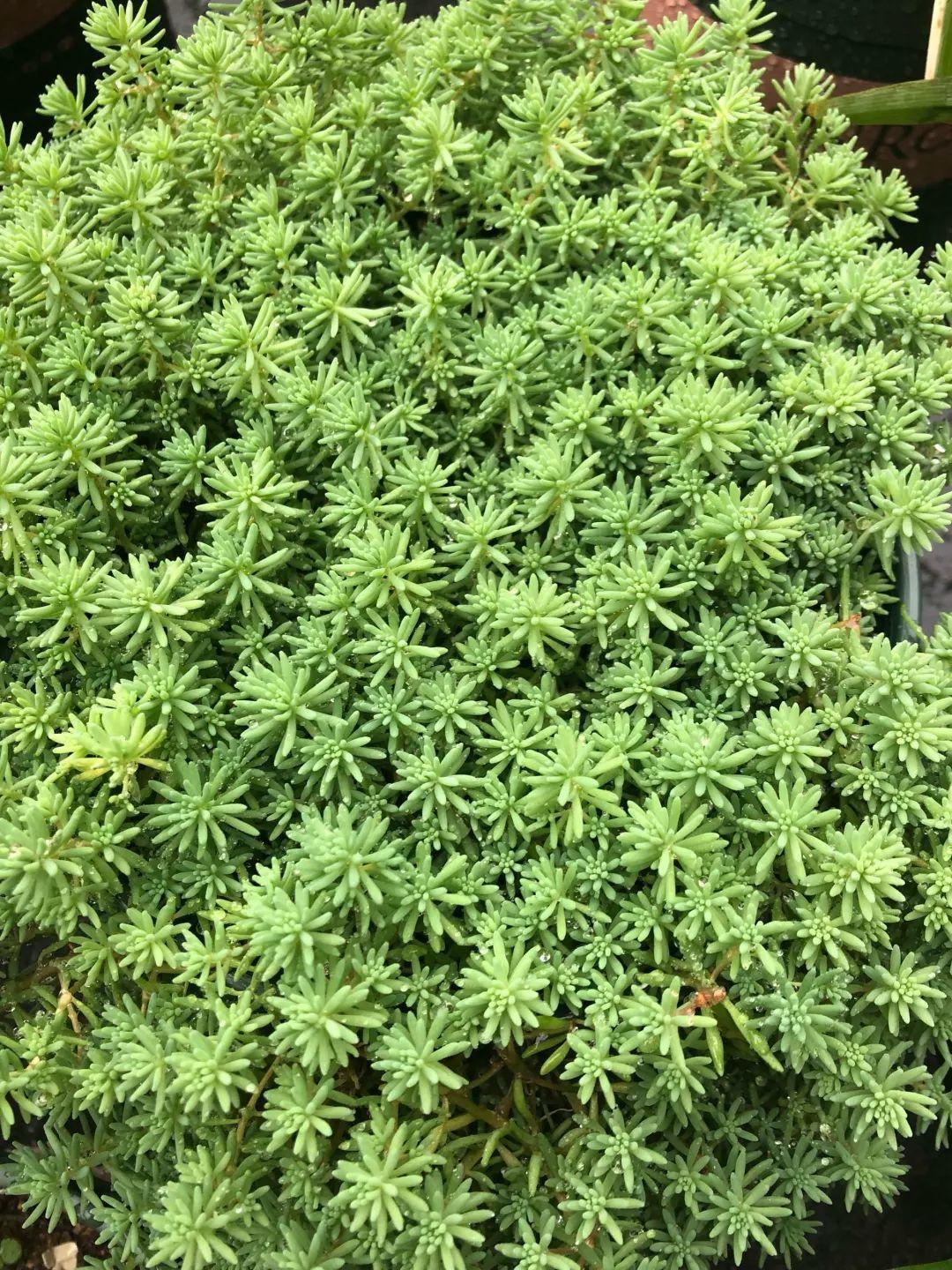 薄雪万年草怎么过冬,薄雪万年草和佛甲草区别? 薄雪万年草怎么过冬,薄雪万年草和佛甲草区别?