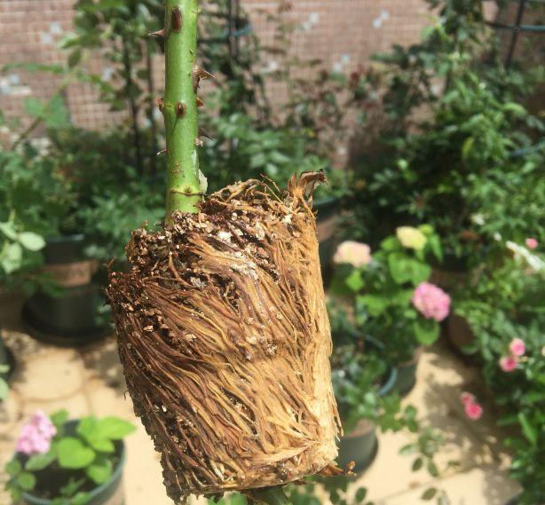 茶花压条多久生根,空中压条繁殖技术,腊梅压条繁殖时间? 茶花压条多久生根,空中压条繁殖技术,腊梅压条繁殖时间?