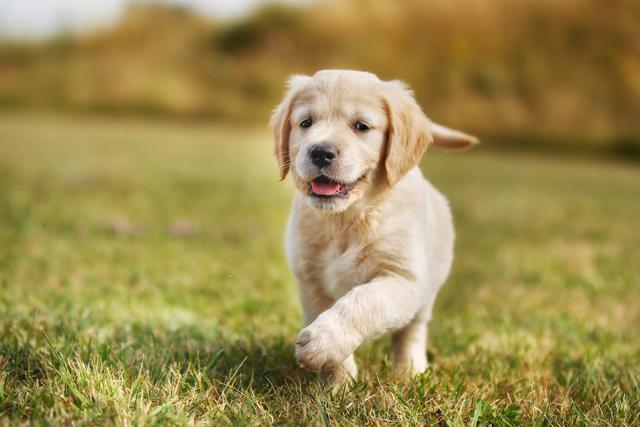 金毛是猎犬吗(金毛战斗力被严重低估)