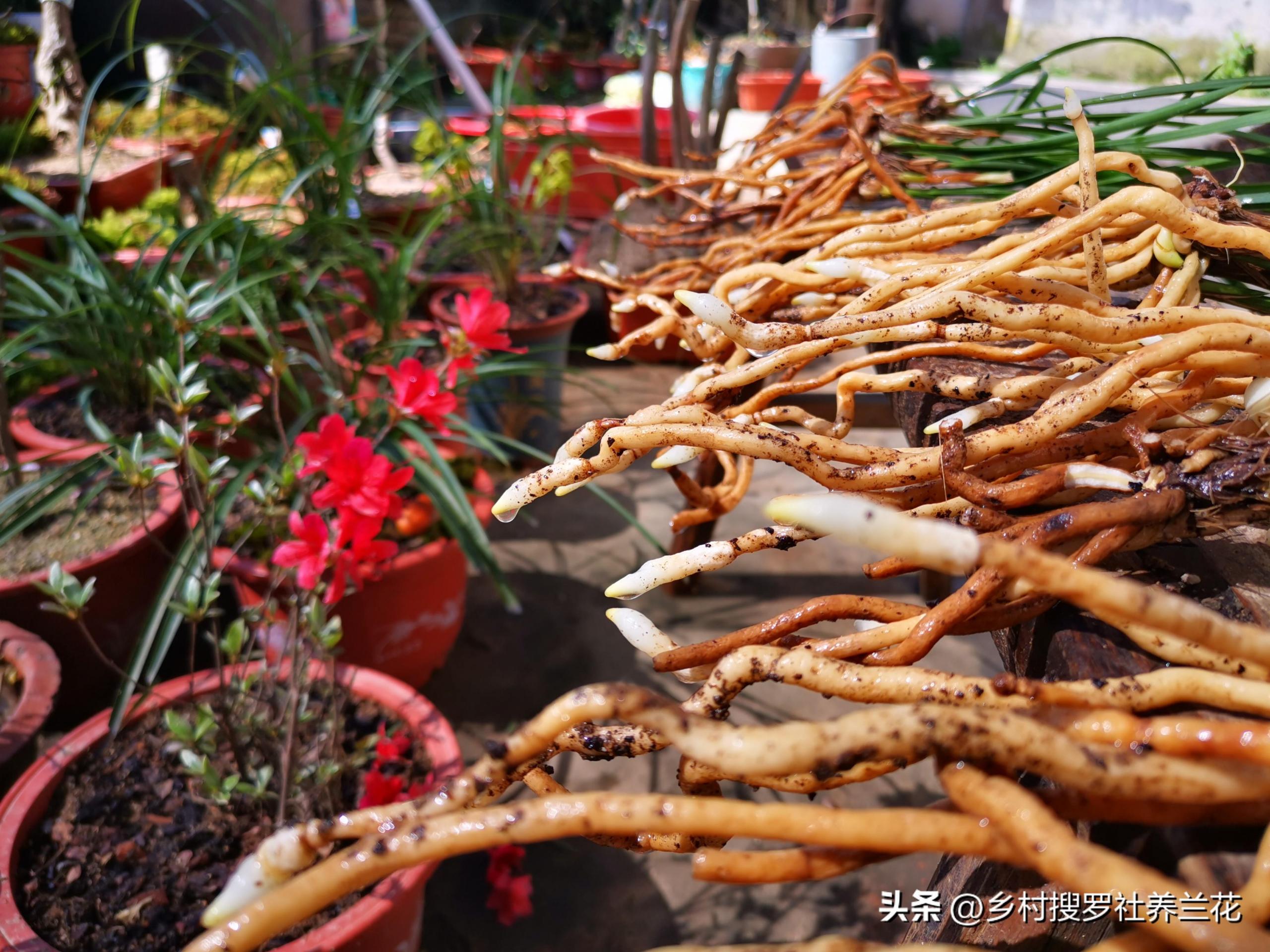春兰怎么繁殖，兰花种子繁殖技术?