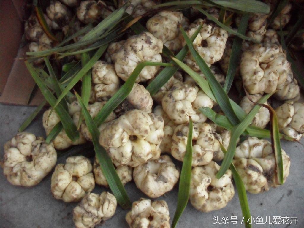百合开花之后怎么处理,百合一年开花几次,如何让百合分叉多开花? 百合开花之后怎么处理,百合一年开花几次,如何让百合分叉多开花?