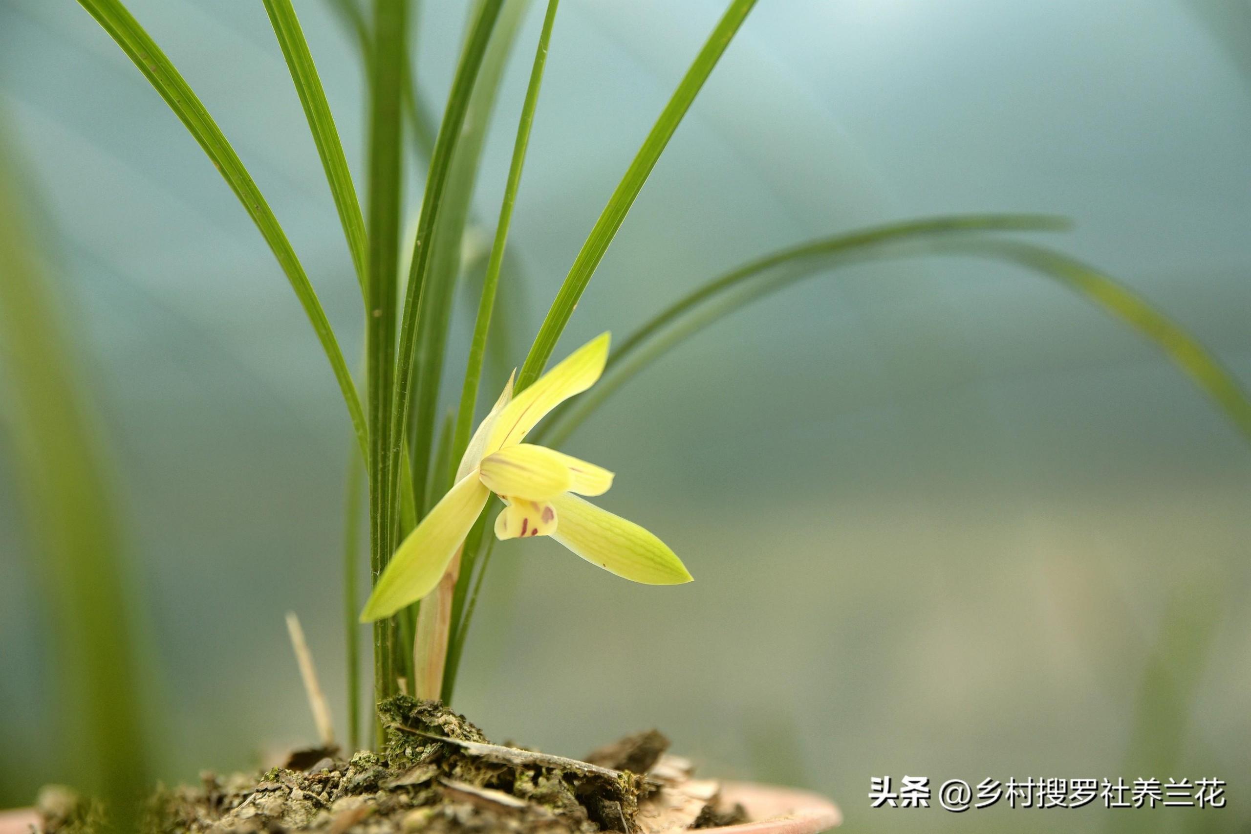 春兰怎么繁殖，兰花种子繁殖技术?