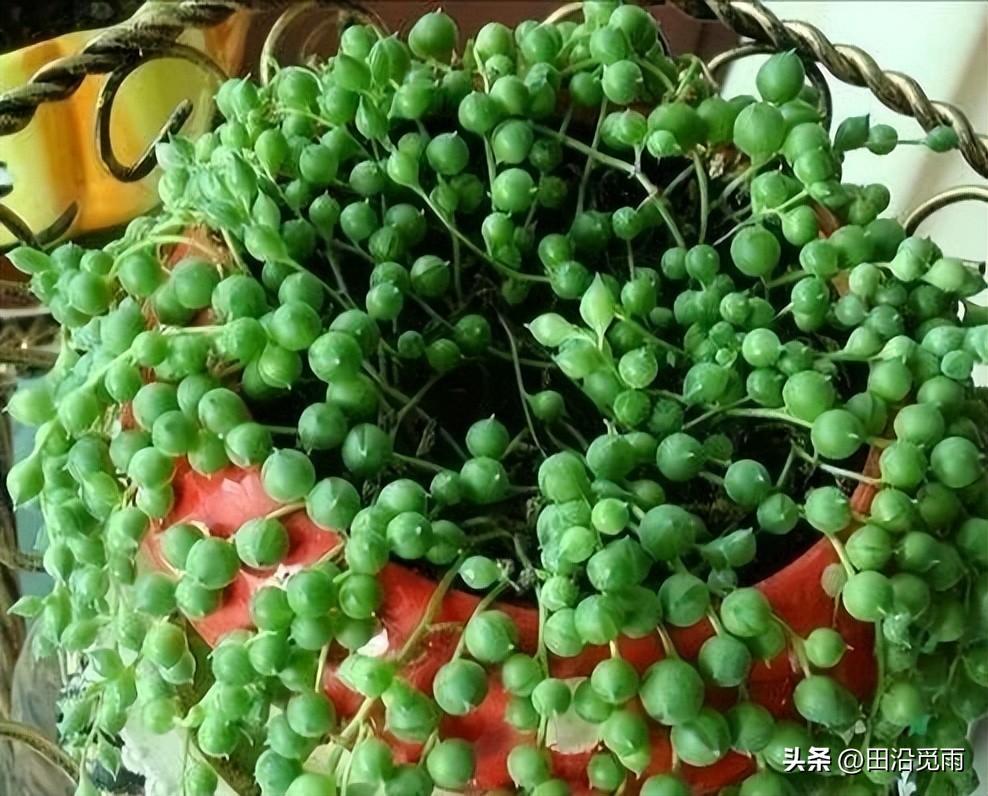 鱼嘴吊兰怎么养殖方法,怎么施肥,小嘴鱼能养殖吗? 鱼嘴吊兰怎么养殖方法,怎么施肥,小嘴鱼能养殖吗?