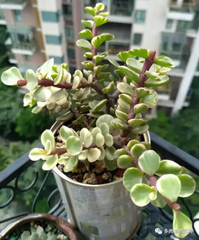 碧玉莲如何度夏,碧玉莲叶子瘪了怎么办? 碧玉莲如何度夏,碧玉莲叶子瘪了怎么办?