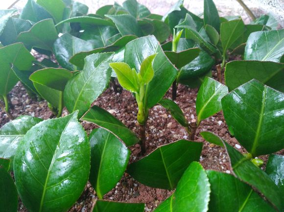 茶花繁殖方法,茶花如何繁殖,茶花繁殖方法和时间? 茶花繁殖方法,茶花如何繁殖,茶花繁殖方法和时间?