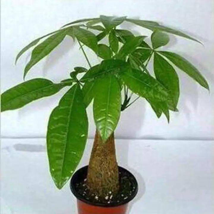 家养发财树怎样过冬，能用硫酸亚铁水浇吗，招财树冬天怎么养?