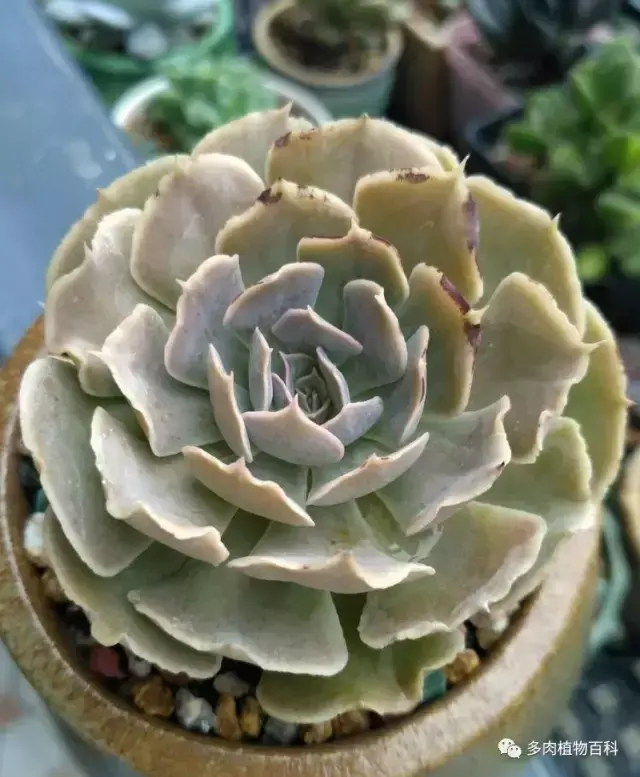 碧玉莲如何度夏,碧玉莲叶子瘪了怎么办? 碧玉莲如何度夏,碧玉莲叶子瘪了怎么办?