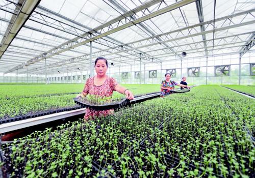 花椰菜种植前景怎么样(农村夫妇种植30亩“致富菜”)