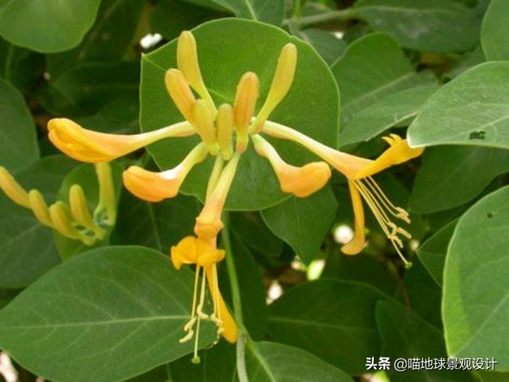 长春蔓开花吗，长春蔓和常春藤一样吗?