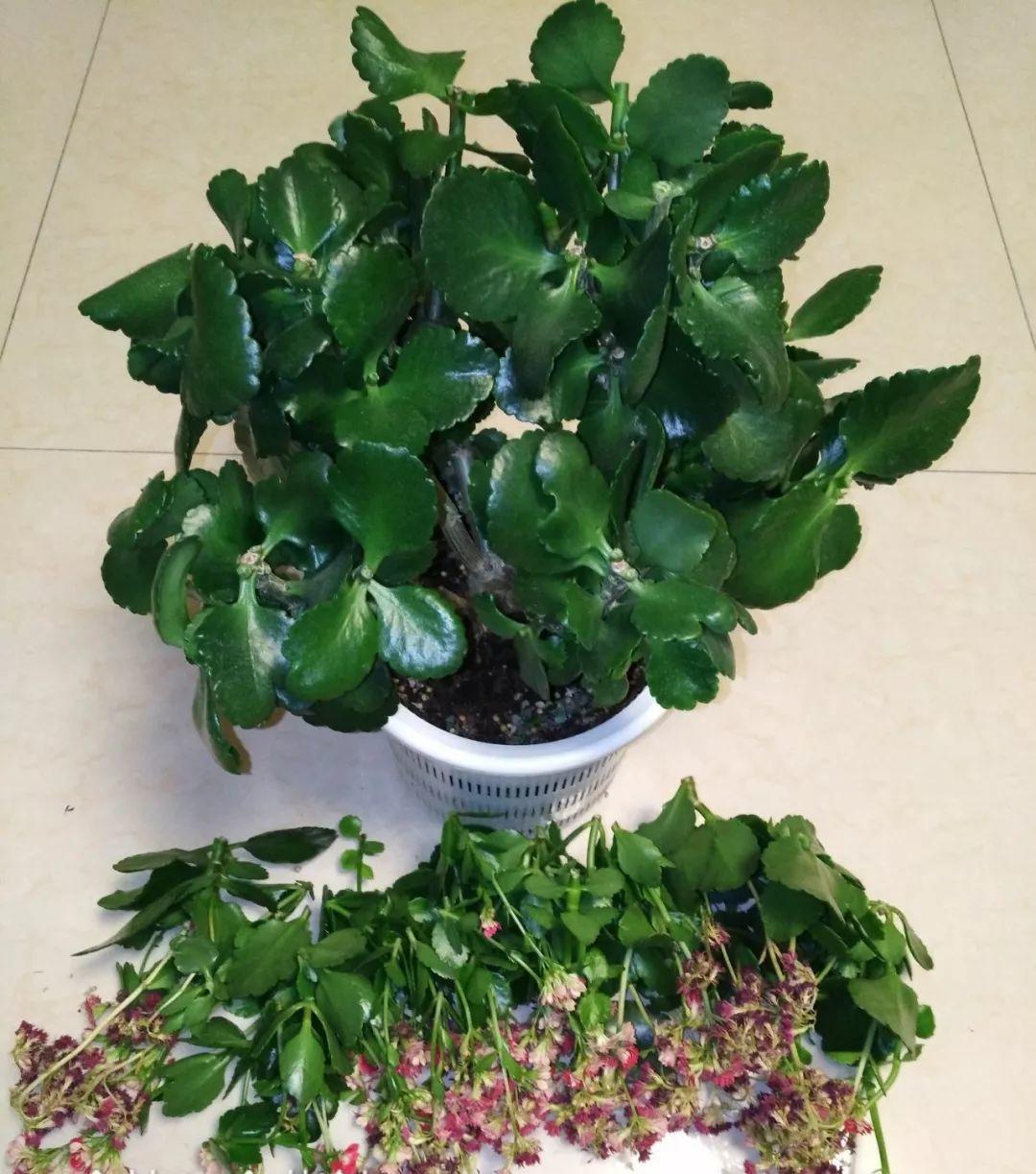 长寿花花谢后如何修剪,怎么处理,杜鹃花花谢后怎样修剪? 长寿花花谢后如何修剪,怎么处理,杜鹃花花谢后怎样修剪?
