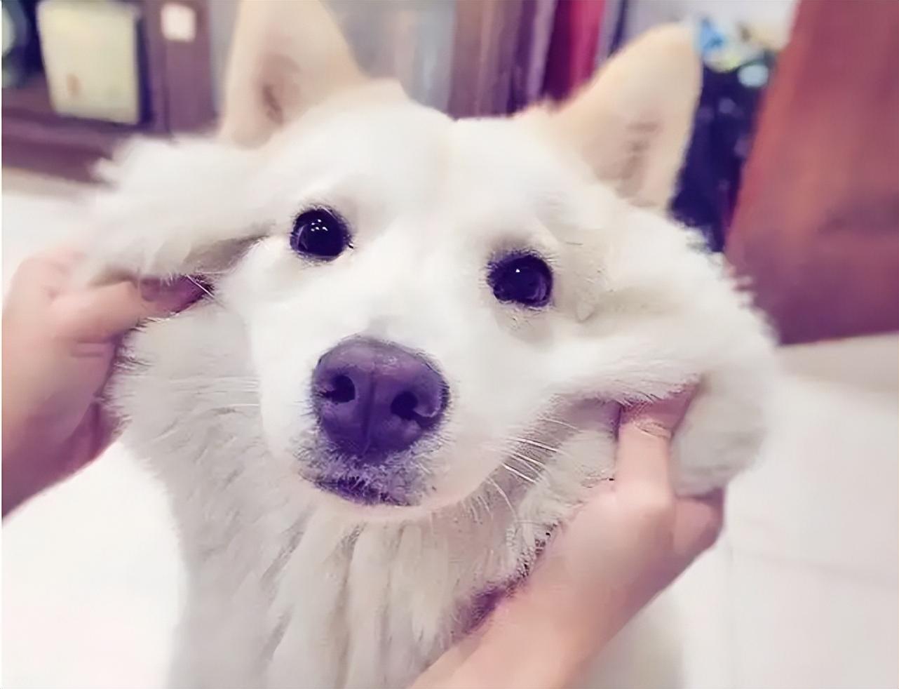 狗狗讨厌主人的表现有哪些(狗狗为什么讨厌主人) 狗狗讨厌主人的表现有哪些(狗狗为什么讨厌主人)