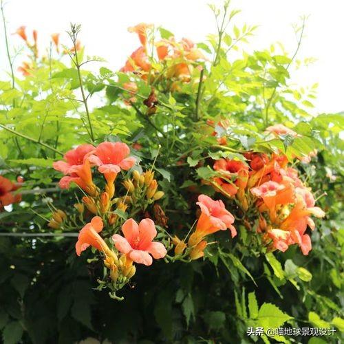 长春蔓开花吗，长春蔓和常春藤一样吗?