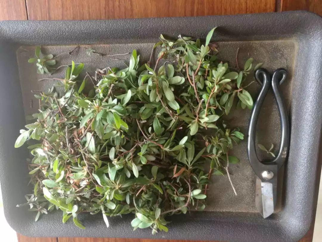 长寿花花谢后如何修剪,怎么处理,杜鹃花花谢后怎样修剪? 长寿花花谢后如何修剪,怎么处理,杜鹃花花谢后怎样修剪?