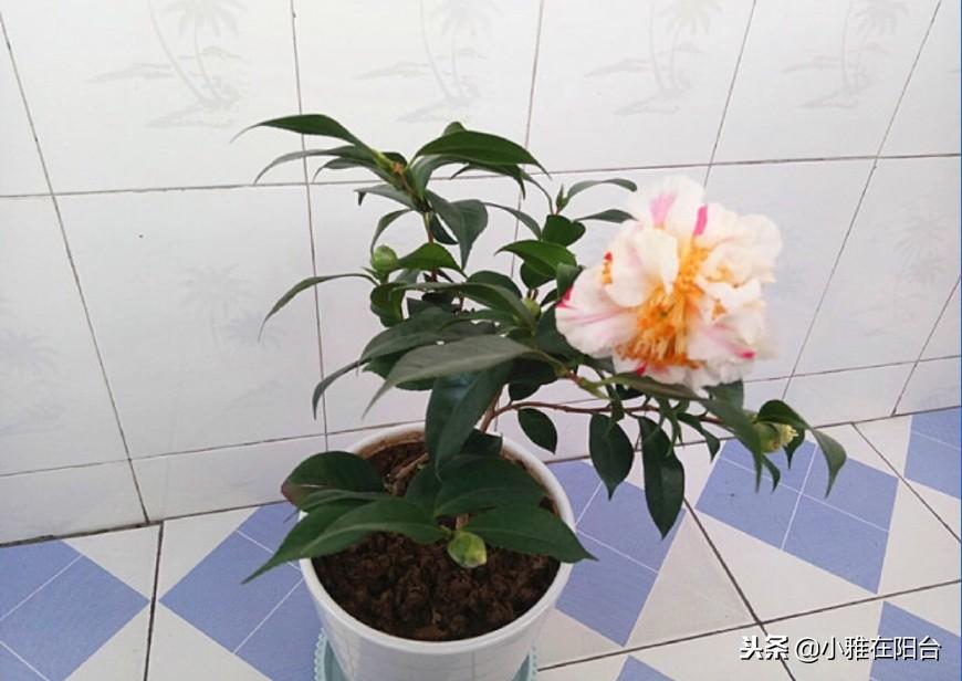 茶花浇水的正确方法,茶花浇水多了怎么补救,茶花的浇水技巧? 茶花浇水的正确方法,茶花浇水多了怎么补救,茶花的浇水技巧?