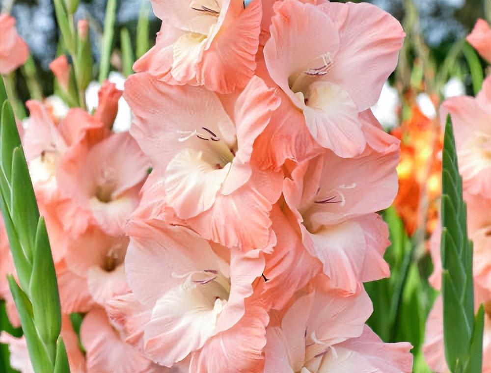 唐菖蒲(剑兰)怎么施肥,水养剑兰是否要剥掉叶子? 唐菖蒲(剑兰)怎么施肥,水养剑兰是否要剥掉叶子?