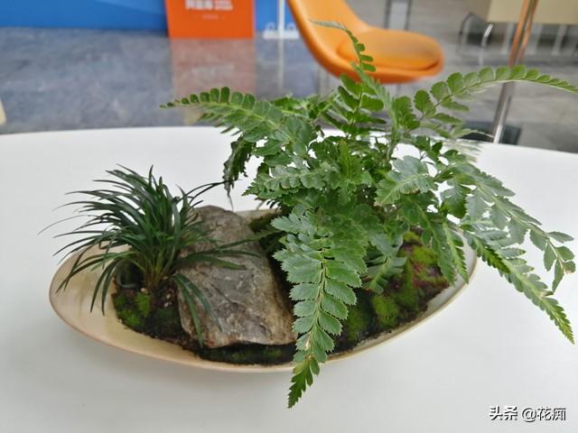 菖蒲盆景怎么过冬?,新手如何养菖蒲? 菖蒲盆景怎么过冬?,新手如何养菖蒲?
