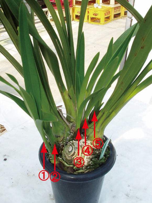 大花蕙兰如何换盆，怎么分株，大花蕙兰几月份换盆?