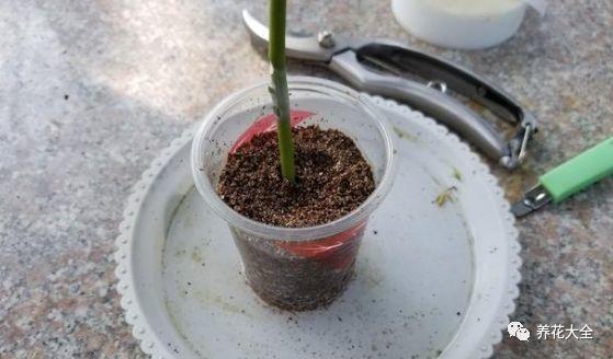 茶梅怎么扦插，茶梅扦插生根最快方法?