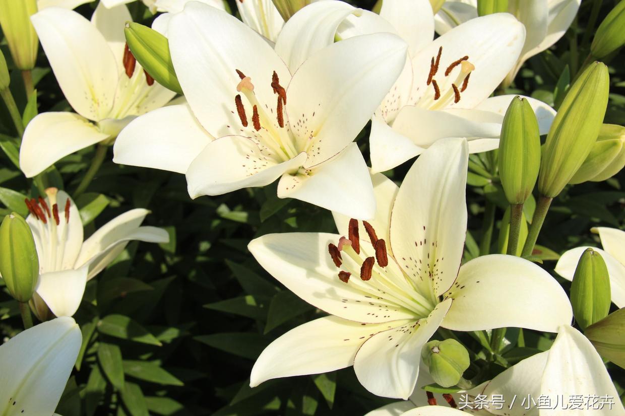 百合开花之后怎么处理,百合一年开花几次,如何让百合分叉多开花? 百合开花之后怎么处理,百合一年开花几次,如何让百合分叉多开花?