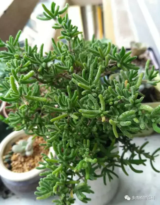 碧玉莲如何度夏,碧玉莲叶子瘪了怎么办? 碧玉莲如何度夏,碧玉莲叶子瘪了怎么办?