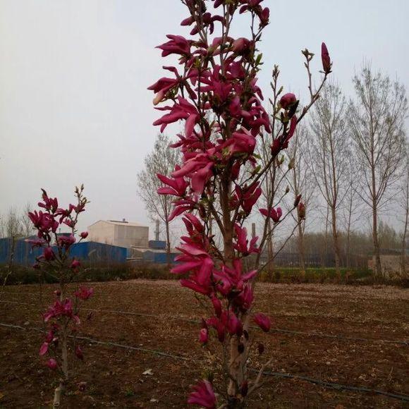 白玉兰怎么浇水，白玉兰花多久浇一次水?
