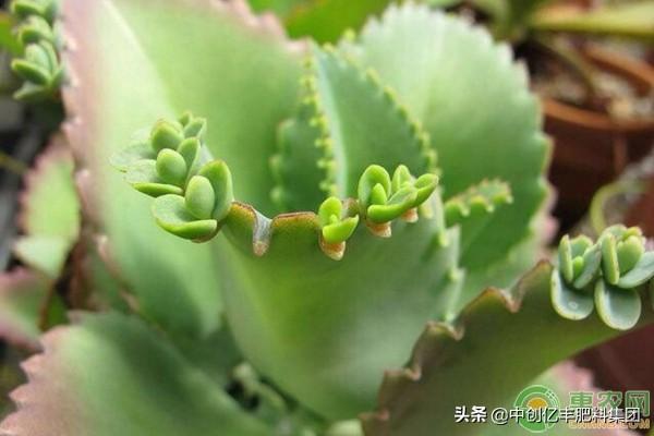 落地生根怎么施肥，生根肥什么时候施最好?