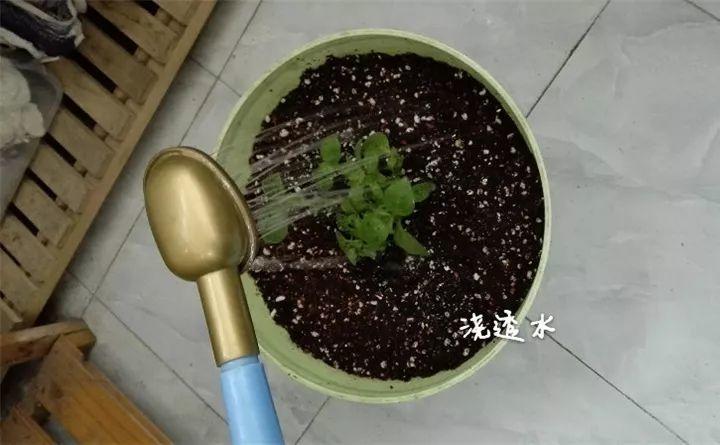 矮牵牛在什么季节开花,矮牵牛开花后要打顶吗? 矮牵牛在什么季节开花,矮牵牛开花后要打顶吗?