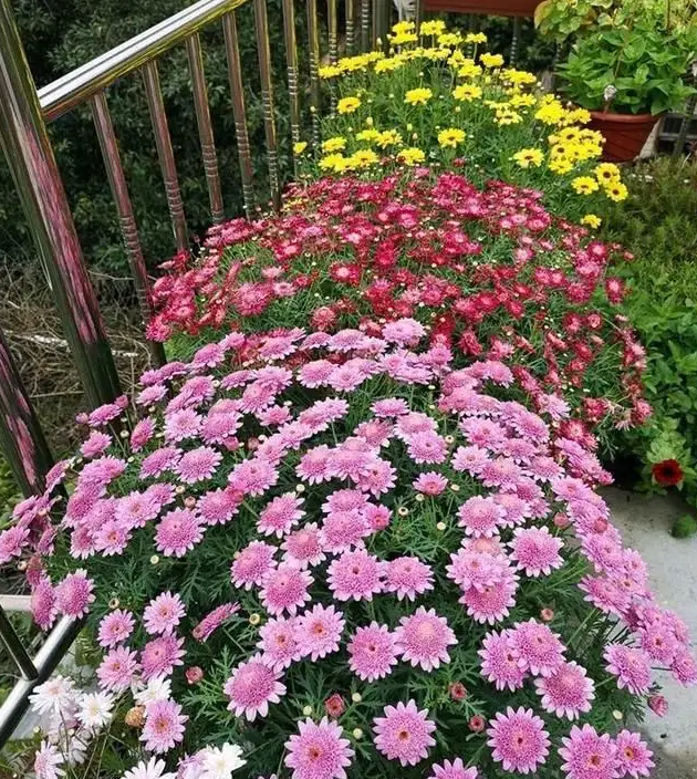 百万小铃什么时候开花，小木槿要多大花盆栽?