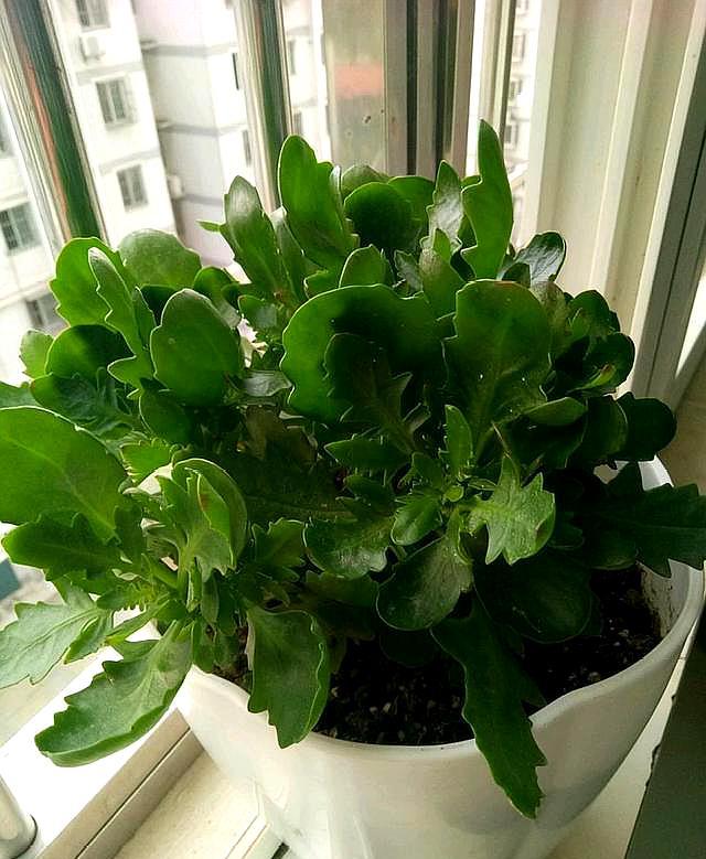 长寿花施肥时间,施肥后叶软发黄怎么办,长寿花叶尖干黄怎么办? 长寿花施肥时间,施肥后叶软发黄怎么办,长寿花叶尖干黄怎么办?