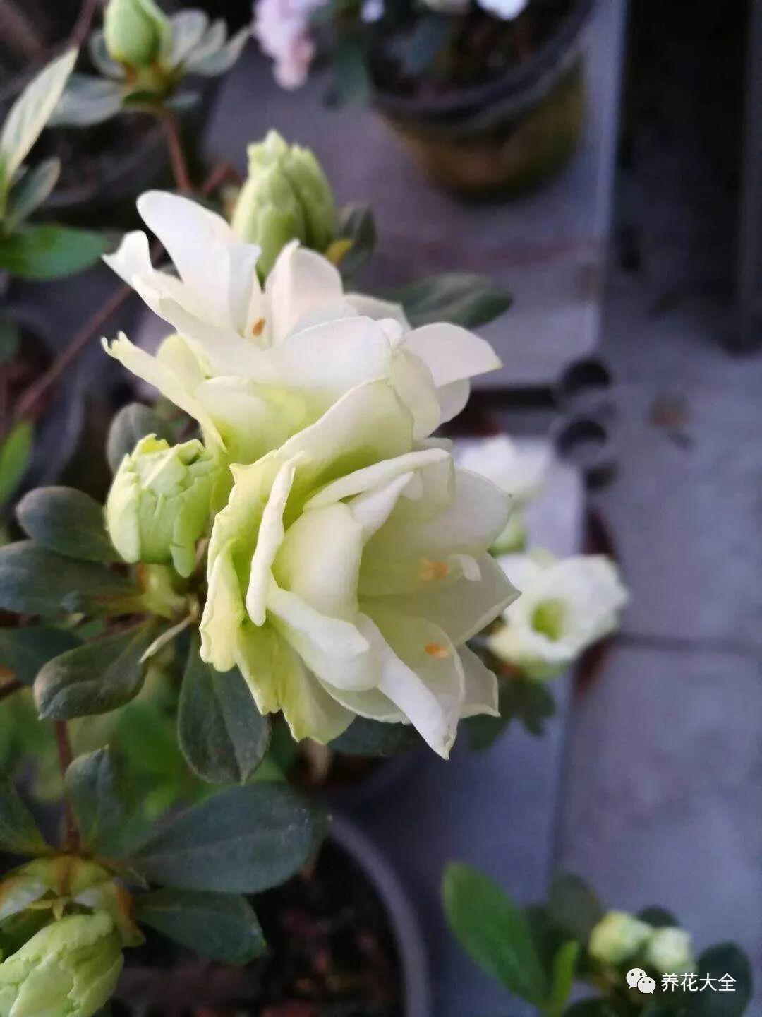 怎么让杜鹃花开花，开花前用什么肥，什么肥能让花卉快速生长?