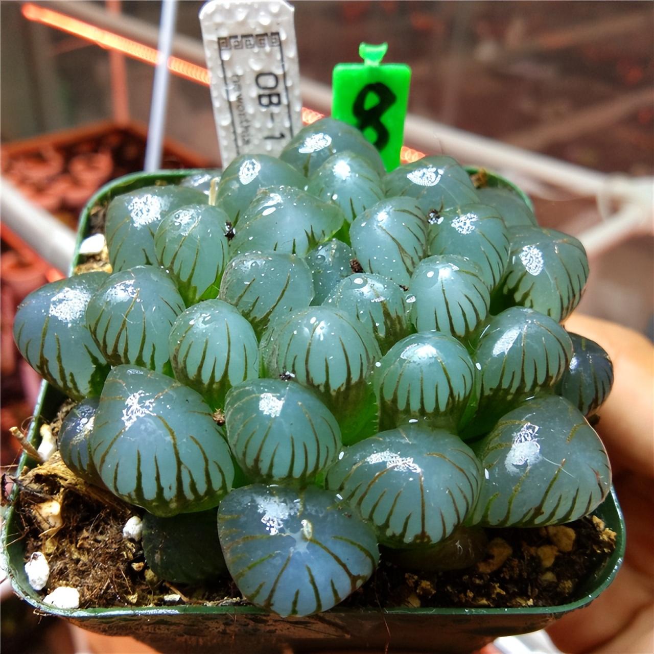 冰灯玉露开花什么颜色,冰灯玉露怎么爆盆? 冰灯玉露开花什么颜色,冰灯玉露怎么爆盆?