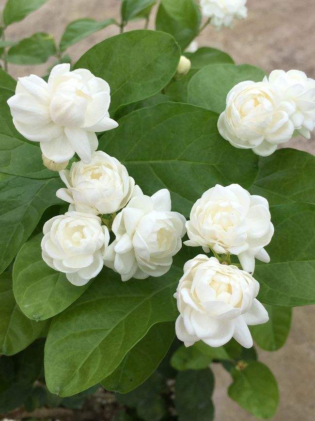 桂花是哪个城市的市花，开花季节，桂花是哪个季节开花?