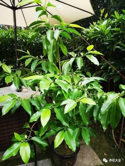 白兰花什么时候开花，地栽白兰花过冬?
