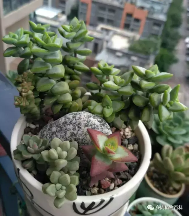 碧玉莲如何度夏,碧玉莲叶子瘪了怎么办? 碧玉莲如何度夏,碧玉莲叶子瘪了怎么办?