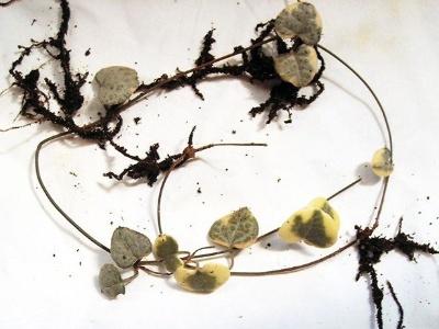 怎么让爱之蔓爆盆,怎么扦插,爱之蔓锦怎么爆盆? 怎么让爱之蔓爆盆,怎么扦插,爱之蔓锦怎么爆盆?