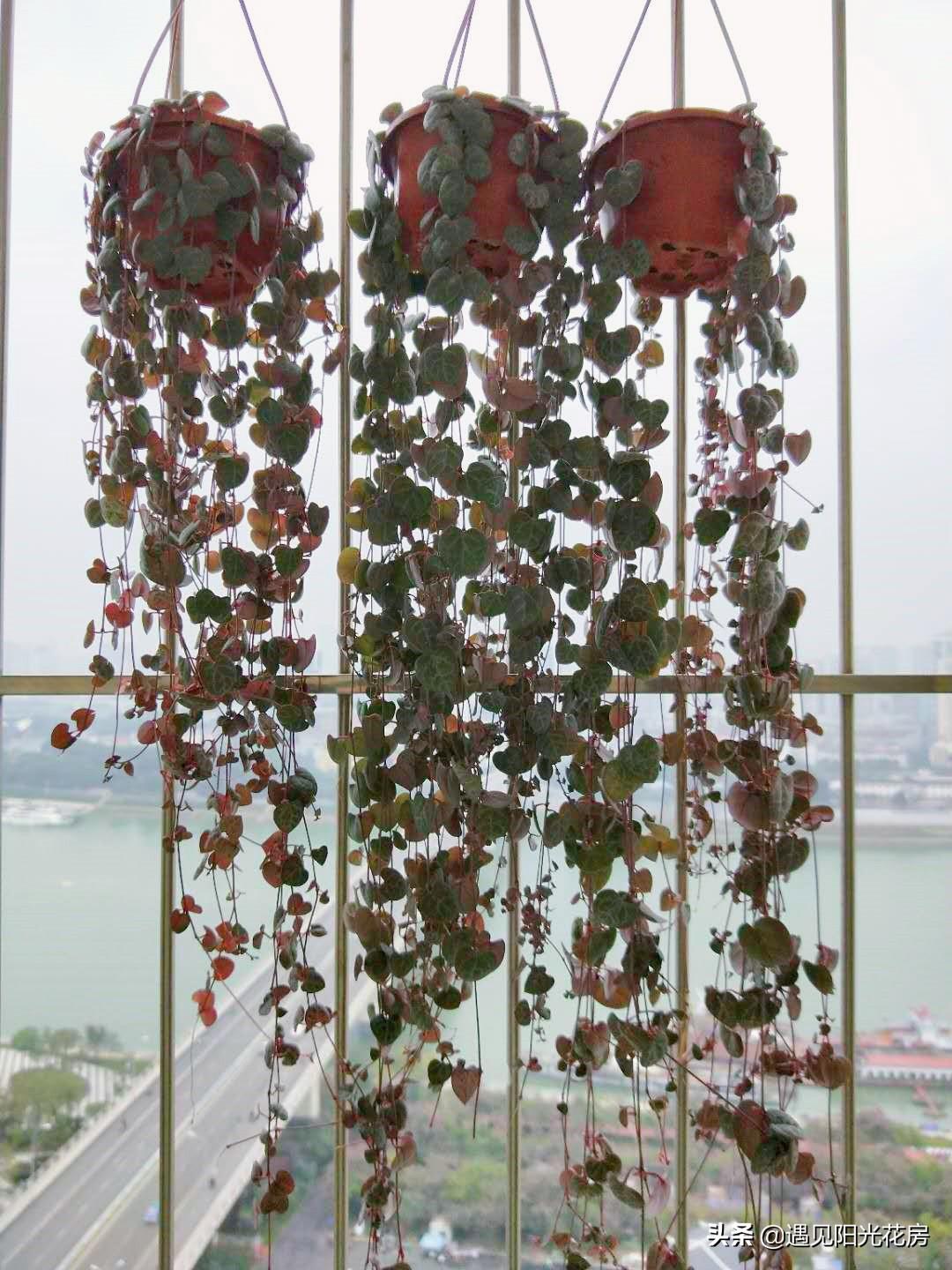 爱之蔓开花吗,开花蔓 范? 爱之蔓开花吗,开花蔓 范?