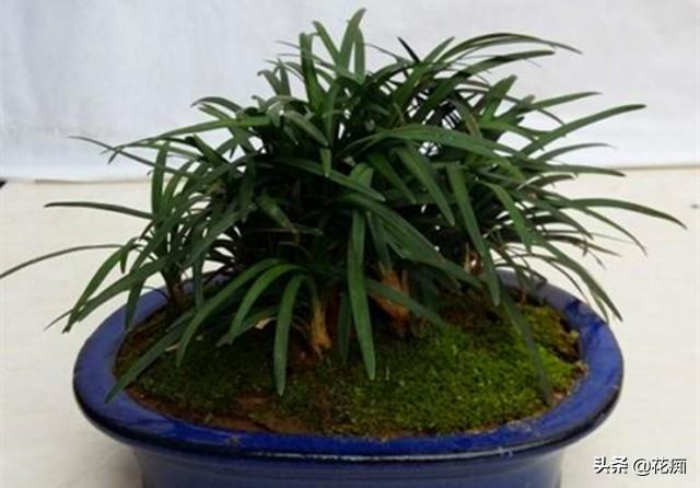 菖蒲盆景怎么过冬?,新手如何养菖蒲? 菖蒲盆景怎么过冬?,新手如何养菖蒲?