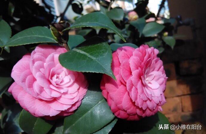茶花浇水的正确方法,茶花浇水多了怎么补救,茶花的浇水技巧? 茶花浇水的正确方法,茶花浇水多了怎么补救,茶花的浇水技巧?