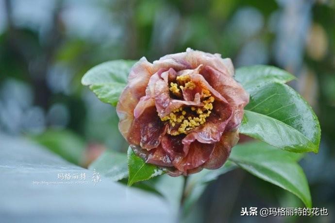如何使茶梅在圣诞开花，茶梅开白花怎么办?