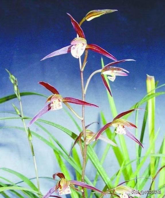 寒兰开花养护，寒兰几月开花?