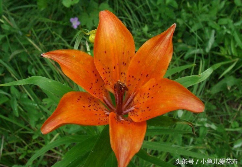 百合开花之后怎么处理,百合一年开花几次,如何让百合分叉多开花? 百合开花之后怎么处理,百合一年开花几次,如何让百合分叉多开花?