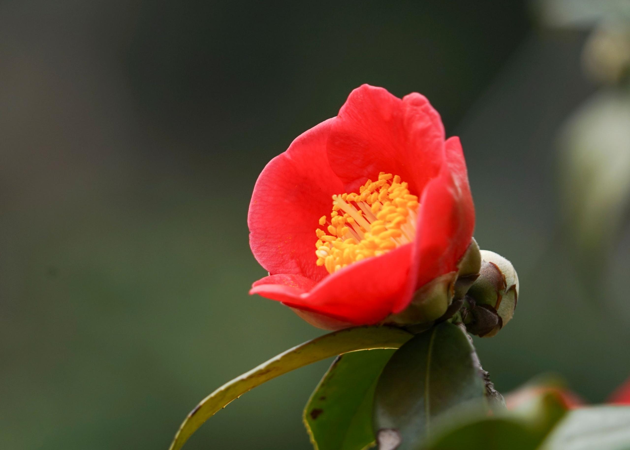 桂花是哪个城市的市花，开花季节，桂花是哪个季节开花?
