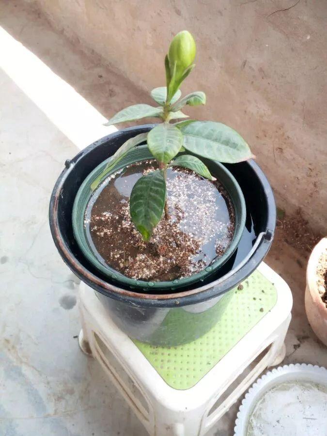 茶花压条多久生根,空中压条繁殖技术,腊梅压条繁殖时间? 茶花压条多久生根,空中压条繁殖技术,腊梅压条繁殖时间?