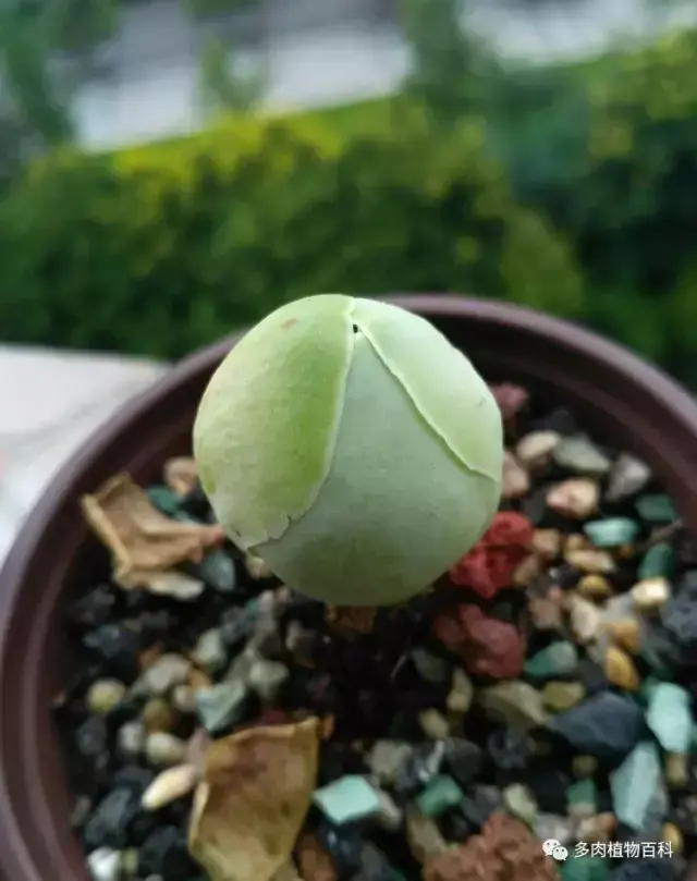 碧玉莲如何度夏,碧玉莲叶子瘪了怎么办? 碧玉莲如何度夏,碧玉莲叶子瘪了怎么办?