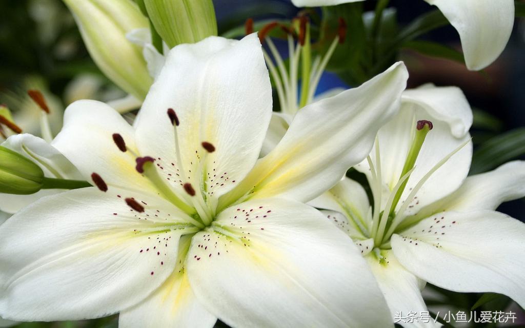 百合开花之后怎么处理,百合一年开花几次,如何让百合分叉多开花? 百合开花之后怎么处理,百合一年开花几次,如何让百合分叉多开花?
