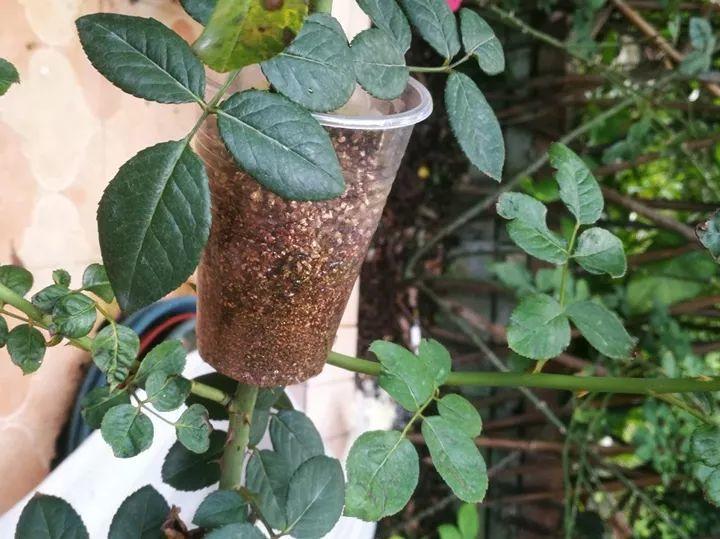 茶花压条多久生根,空中压条繁殖技术,腊梅压条繁殖时间? 茶花压条多久生根,空中压条繁殖技术,腊梅压条繁殖时间?